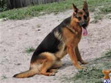 German Shepherd